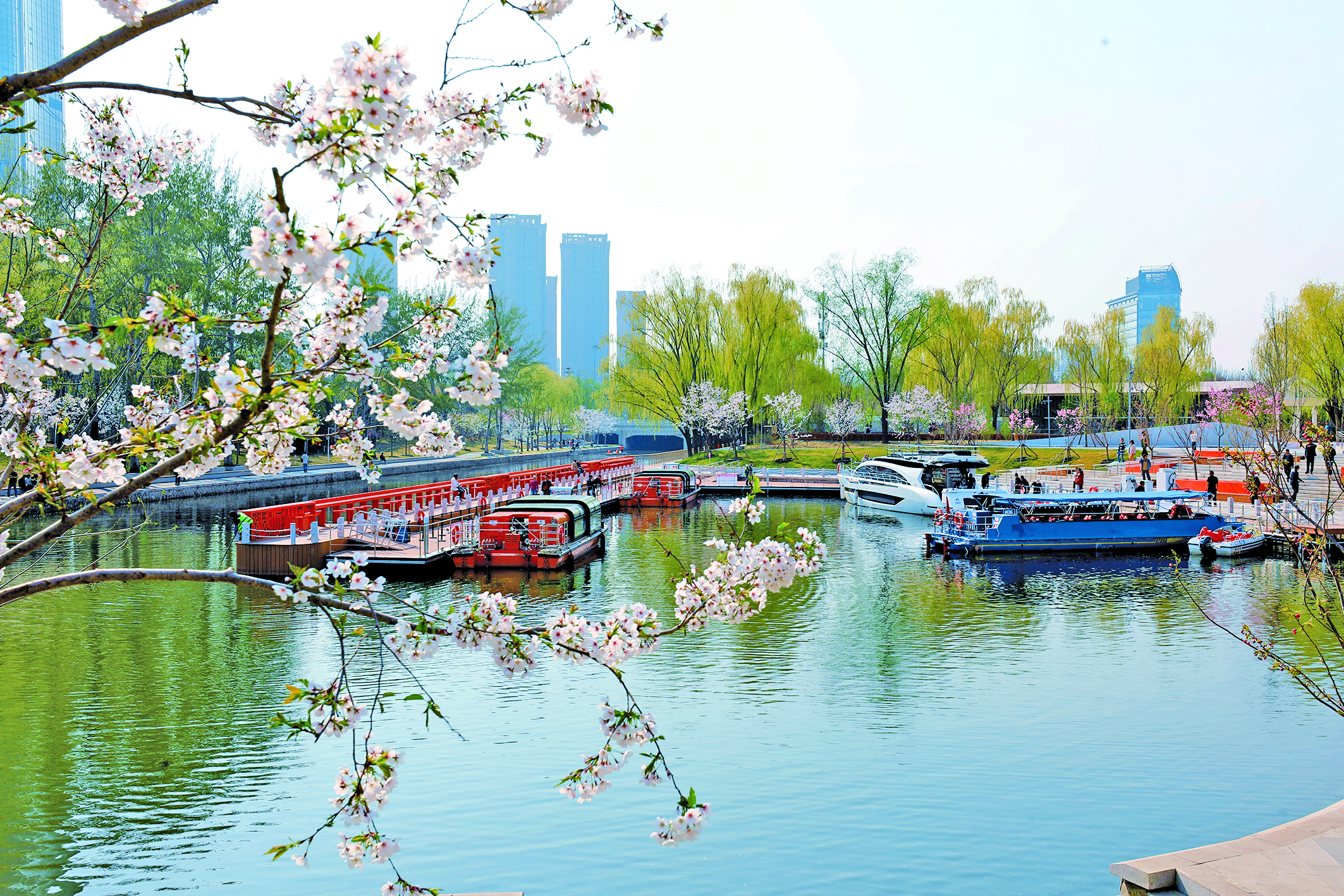 From Old Channel to New Garden: How Chaoyang’s “Sakura River” is Dazzling Spring